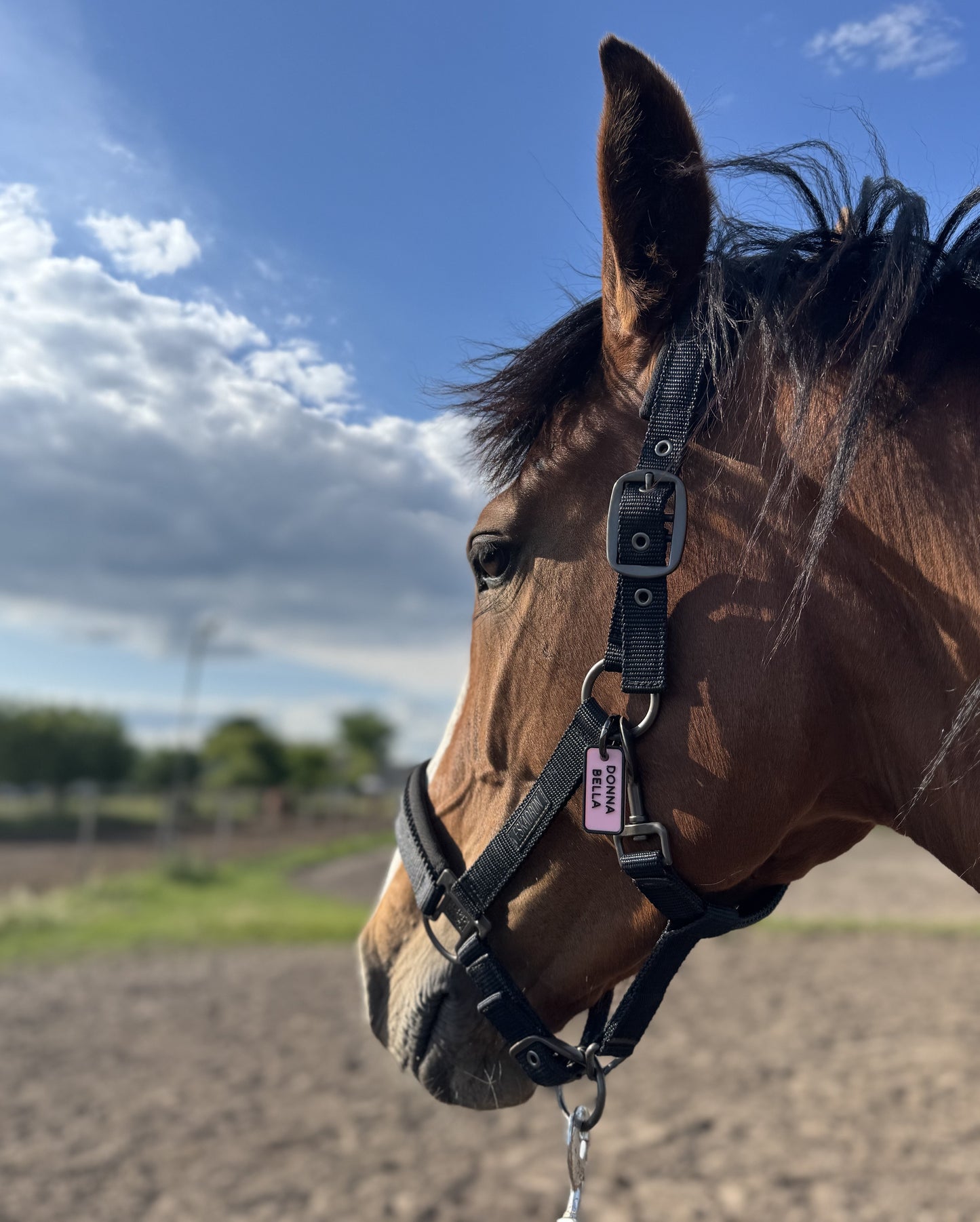 Zestaw LEVISTO PRO RIDER